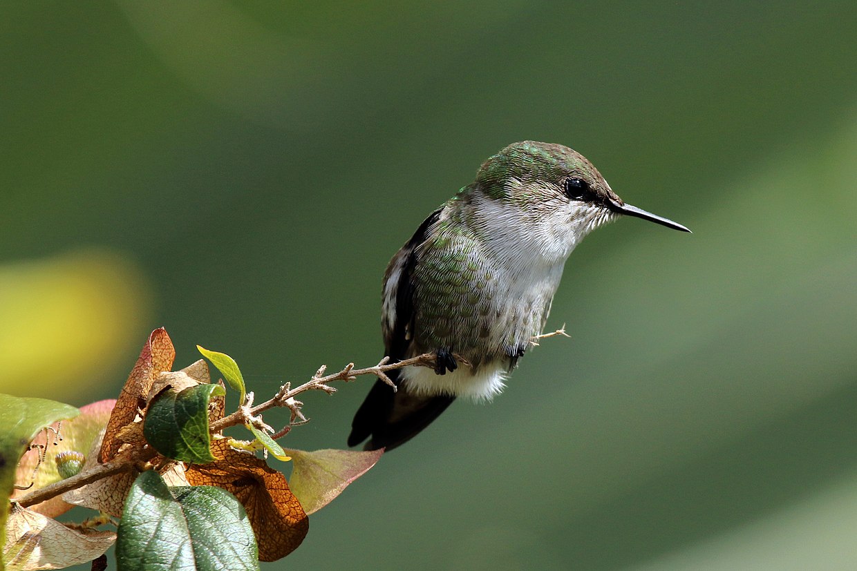 Colibrí